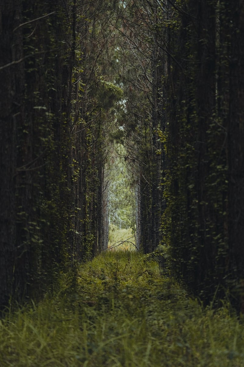 Hall of Mosses, Olympic National Park, USA