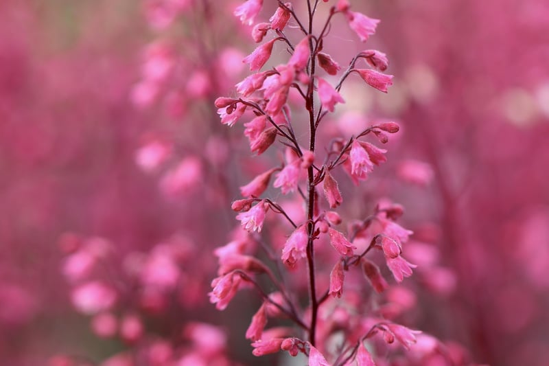 Heuchera