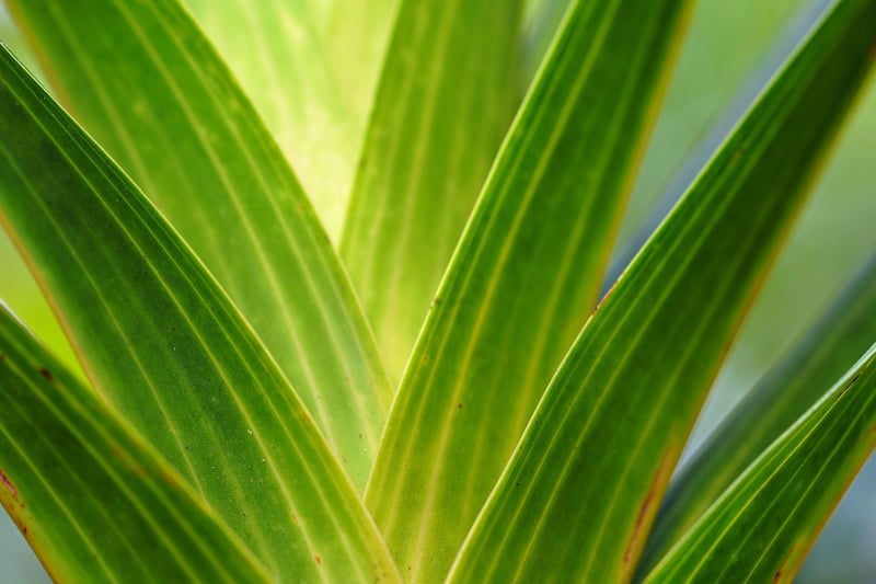 Hostas