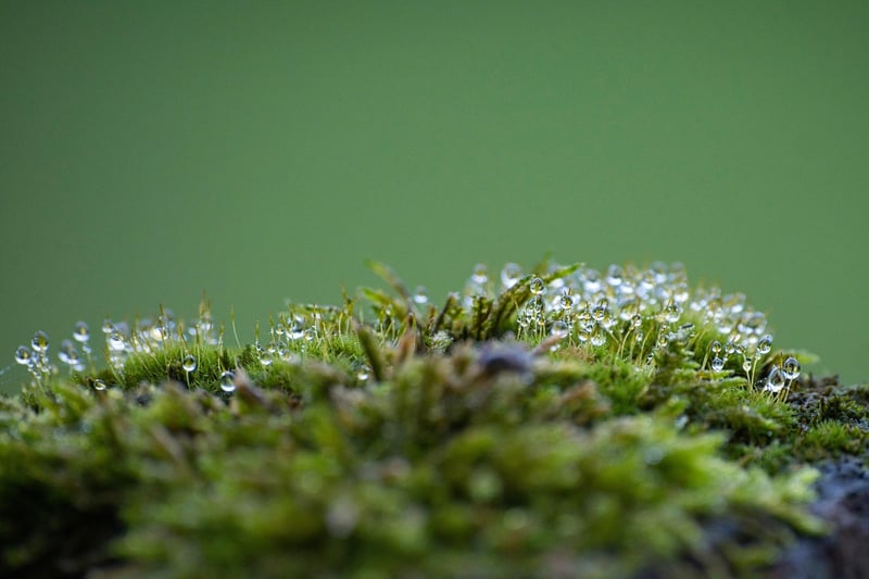 Moss